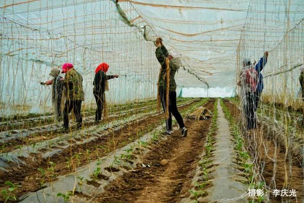 天下第一菜的西瓜视频,天下第一瓜只有在磴口能吃上