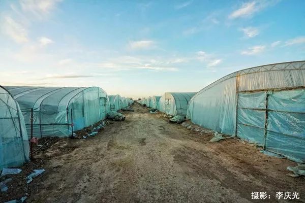 天下第一菜的西瓜视频,天下第一瓜只有在磴口能吃上