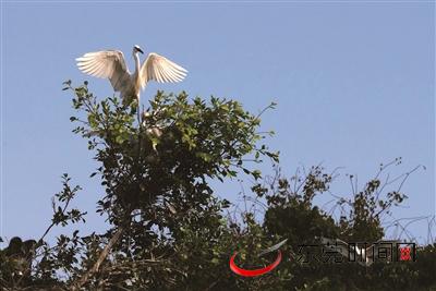 小鸟天堂绿岛,小鸟天堂广宁