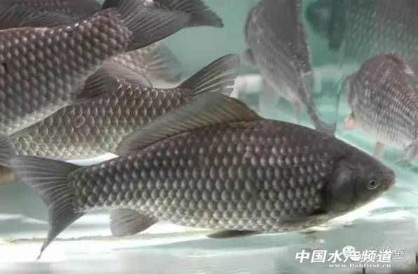 鲫鱼出血病最佳治疗方法,鲫鱼出血病由什么引起