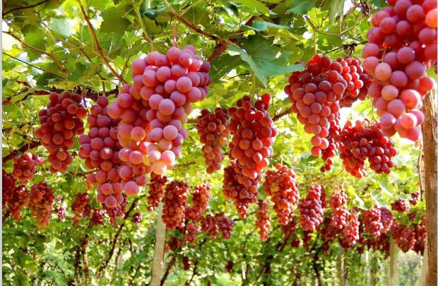 芳菲旅游景点大全,渭南3月份踏青一日游