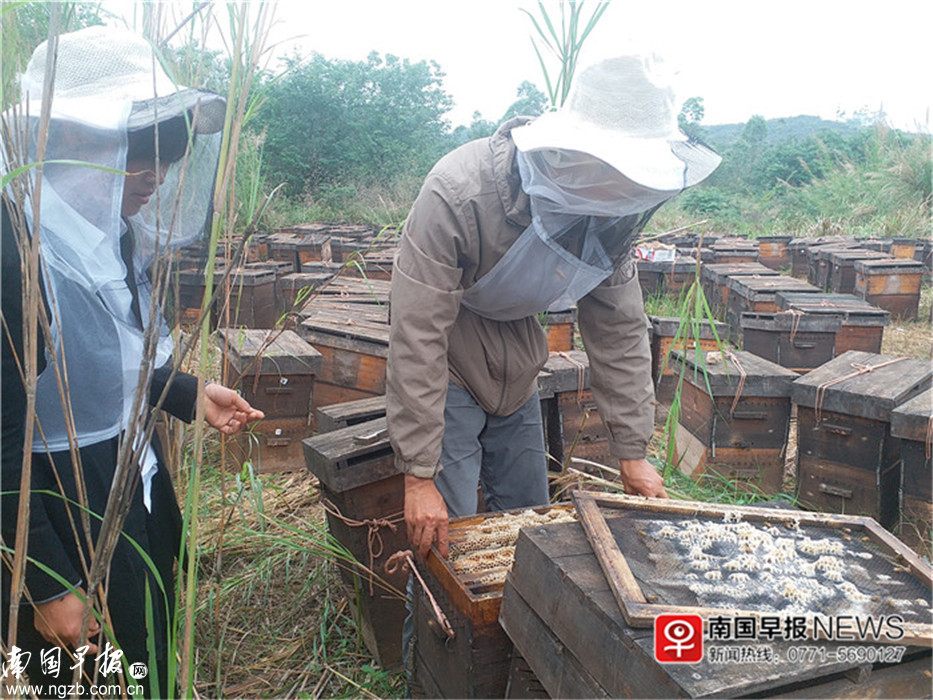 如何选购蜂蜜的正确方法,成熟蜂蜜怎么选