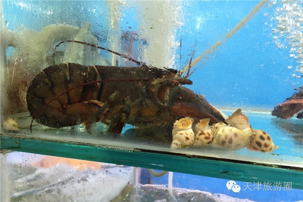 三亚学习做小吃,三亚必修课全部视频