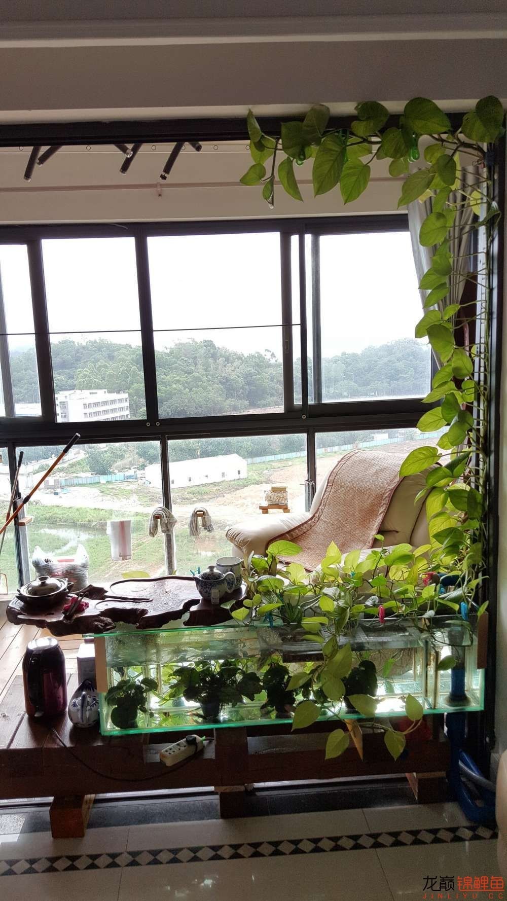 子母生态缸丨庭院深，深，深几许？