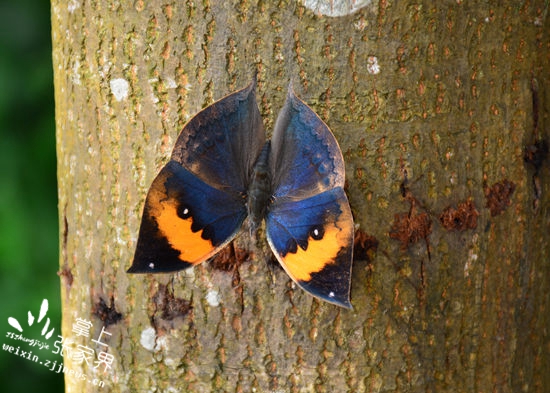 请鉴定:这是不是一片树叶/请投稿:二千奖金可能就是你的,更多
