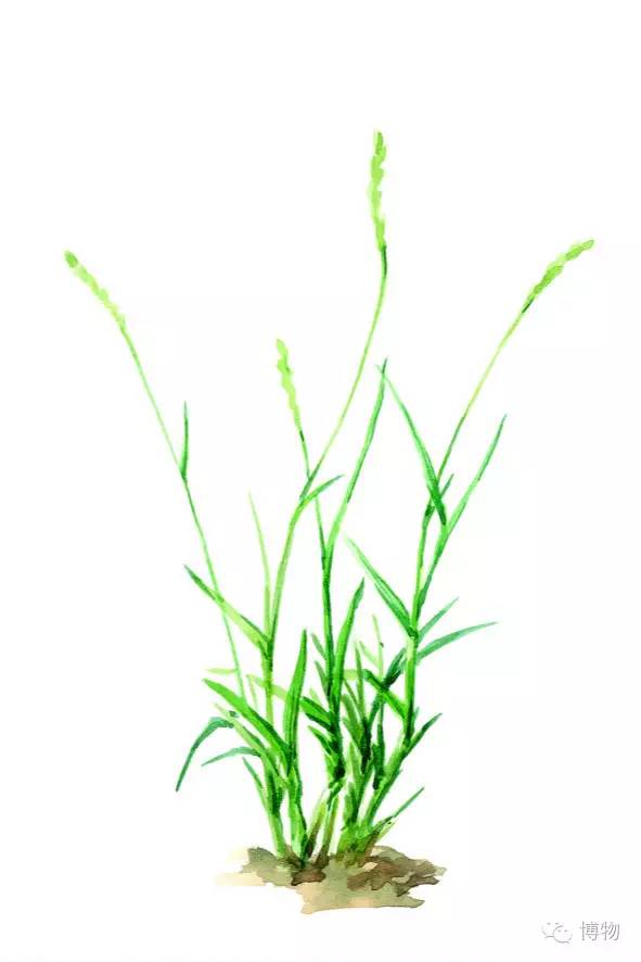 足球场草坪最好的,足球场的草坪是一般的草坪吗