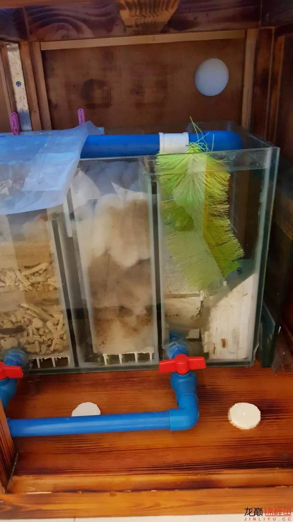 子母生态缸丨庭院深，深，深几许？