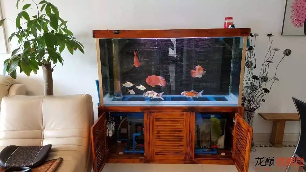 子母生态缸丨庭院深，深，深几许？