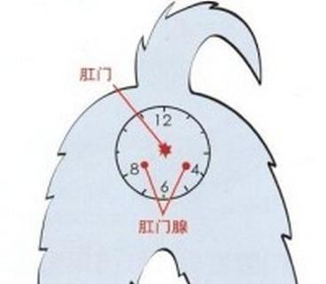 我们如何正确的给狗狗清理肛门腺?