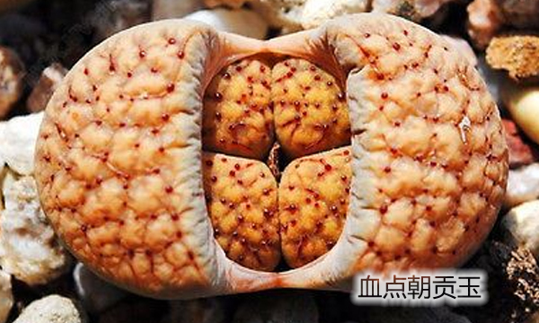 云南多肉植物生石花,南非多肉盆栽生石花