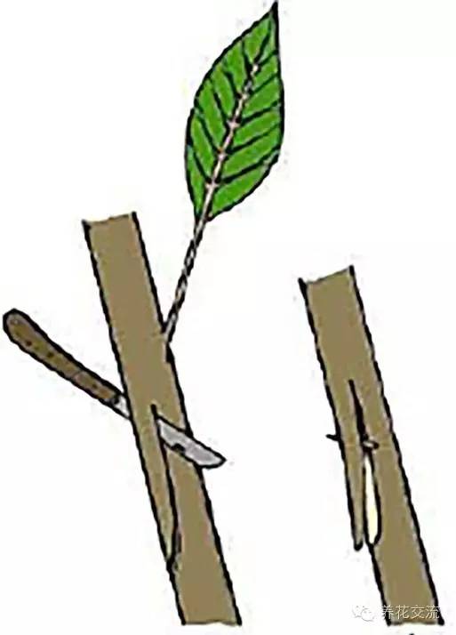 压条法繁殖植物,用压条繁殖的植物