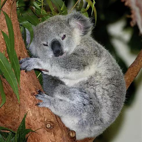 动物界三种最残忍动物,动物界最残忍四种动物