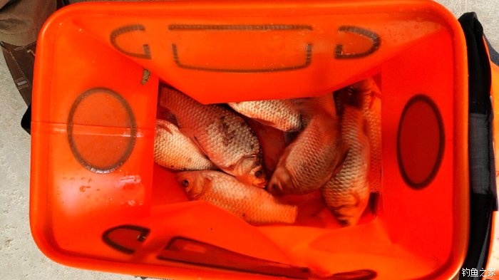 秋浦河冬钓板鲫,夜钓王二河图片