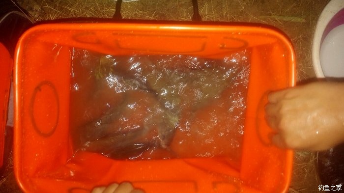 秋浦河冬钓板鲫,夜钓王二河图片