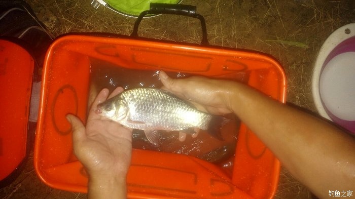 秋浦河冬钓板鲫,夜钓王二河图片