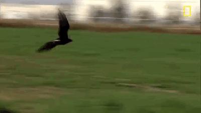 动物界三种最残忍动物,动物界最残忍四种动物