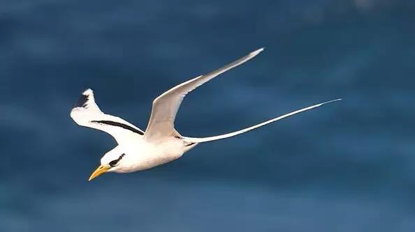 又有一个神秘岛国对中国免签,这个以胖为美的国家,美到极致!