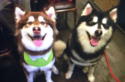 世界上唯一一只最乖的哈士奇,世界上最好的哈士奇是哪种