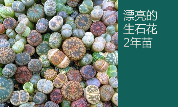 云南多肉植物生石花,南非多肉盆栽生石花