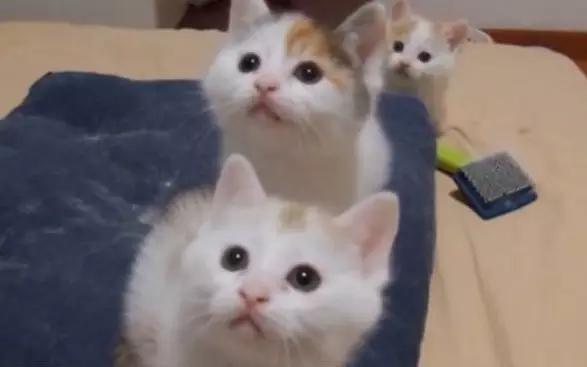 汝非瓜，焉知瓜之不应乎？