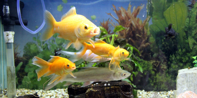 水族箱底部漏水怎么处理,水族箱边角漏水解决方法