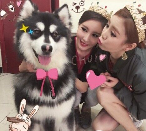 世界上唯一一只最乖的哈士奇,世界上最好的哈士奇是哪种