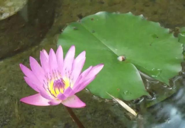 迎接父亲节：紫溪半岛的2000株紫薇花竞相绽放！限时免费欣赏