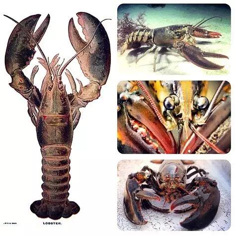 波士顿龙虾美食,波士顿龙虾高端食材