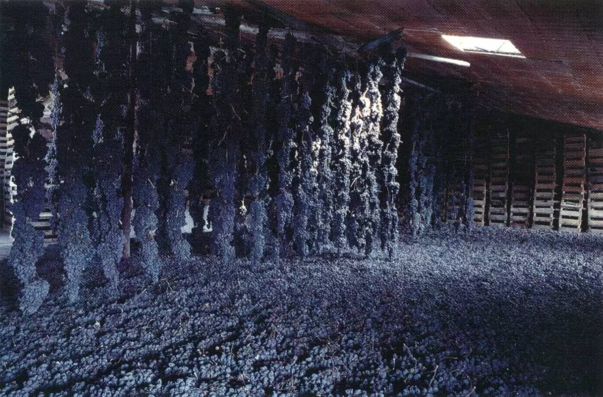 意大利葡萄酒新手入门指南