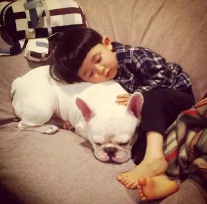 厉害的狗和狮子pk哪个更强,趣说动物小狗