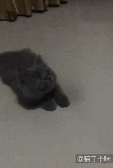 喵星人爆笑合集萌宠,爆笑萌宠大合集关于猫