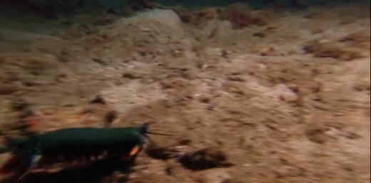 皮皮虾是哪来的和平精英,皮皮虾特性