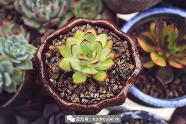 肉肉养在露台夏季要遮阳吗,露养夏天也不遮阳吗