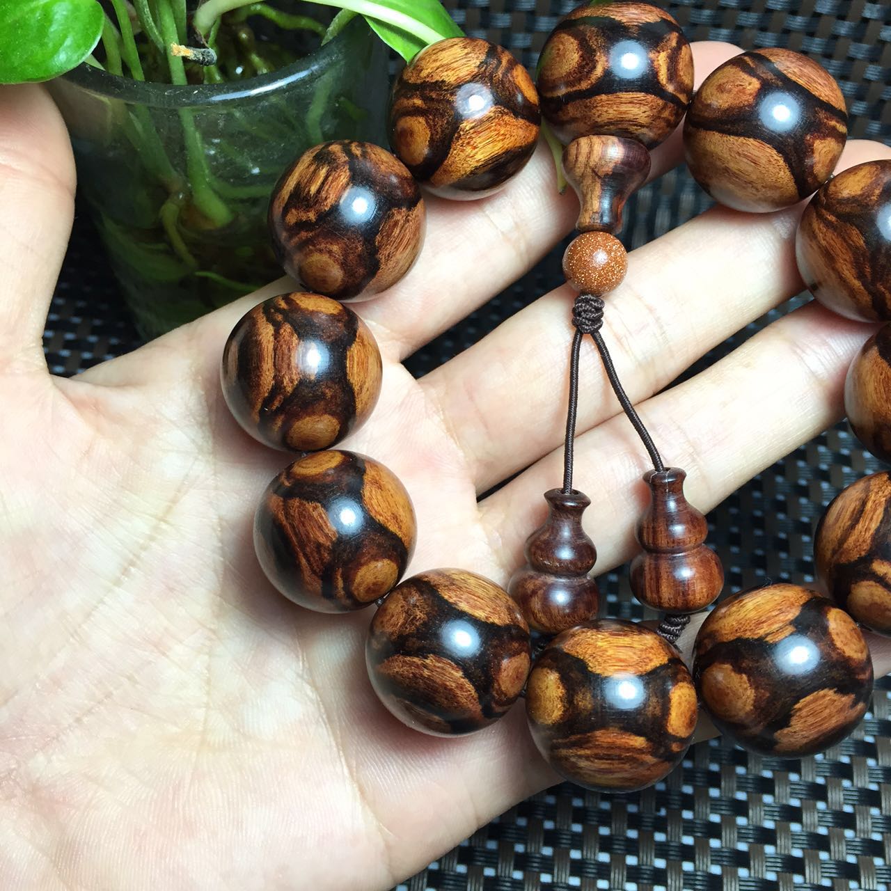 紫檀柳与海黄,紫檀柳对比海黄