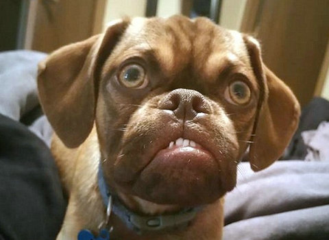 狗为什么会反复无常,狗狗为什么脾气暴躁乱咬自己