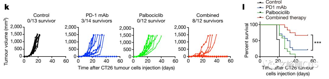 细胞周期与肿瘤治疗,肿瘤细胞的免疫逃逸与免疫治疗