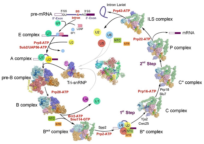 施一公研究组发文,施一公最近研究新药