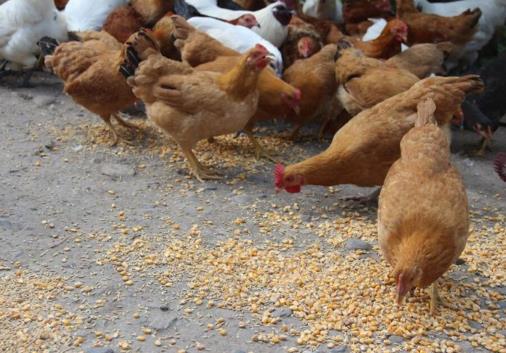 90后大学生回乡创业养鸡,养鸡致富的创业方法