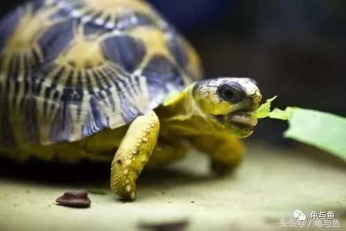 养龟小技巧食物篇,养龟降低风险最好的方法