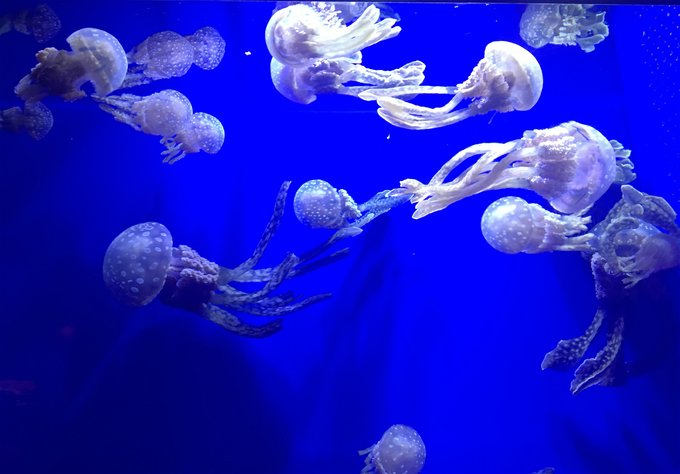 海岛购物两不误日本冲绳5天放纵2016/5/26~2016/5/30