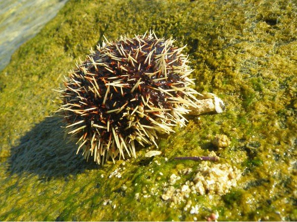 毛里求斯梦幻海岛行,毛里求斯海陆空旅游攻略