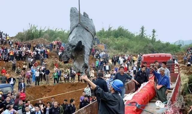 古井里挖出阴沉木,挖沙挖出阴沉木