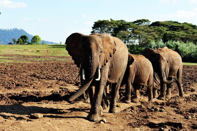 12天肯尼亚动物大迁徙自驾之旅,肯尼亚动物旅行