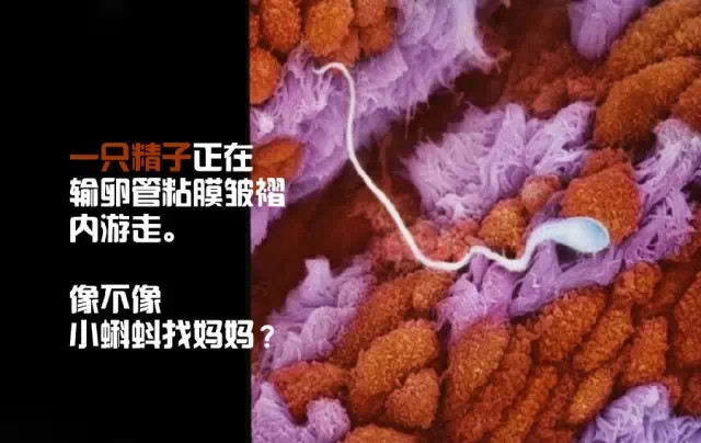 造人计划之前需要做的事,造人计划必须做的事