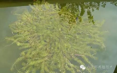 伊乐藻种子怎么种植的,伊乐藻有青苔如何种植