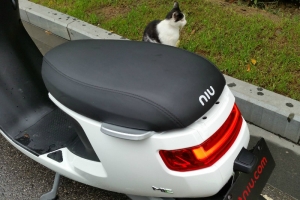 小牛电动m1是电动摩托车吗,小牛m1都市版用的小牛电机