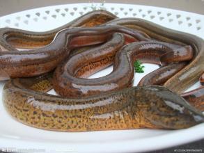 什么食物与黄鳝营养价值比较接近,黄鳝用什么煲汤好吃又营养价值高