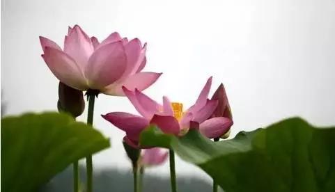 济宁微山湖荷花,济宁太白湖荷花现在开了吗