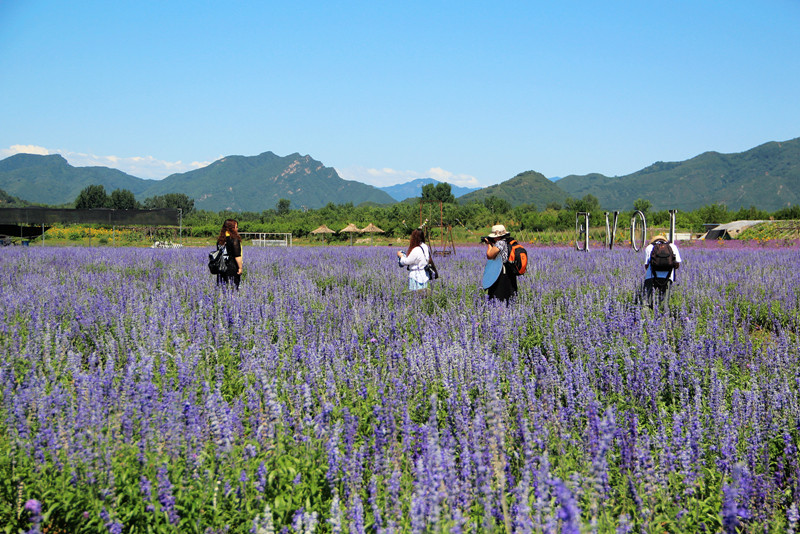 北京东方普罗旺斯薰衣草庄园,国外普罗旺斯薰衣草庄园夕阳