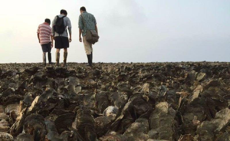 海蛎子的秘密,牡蛎的趣闻科普